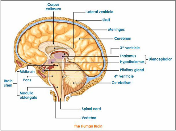 The structure and function of the brain in the central nervous system
