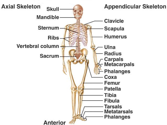 The importance and structure of the appendicular skeleton | Science online