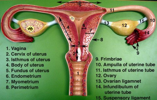 Two ovaries and Fallopian tubes in the female reproductive system