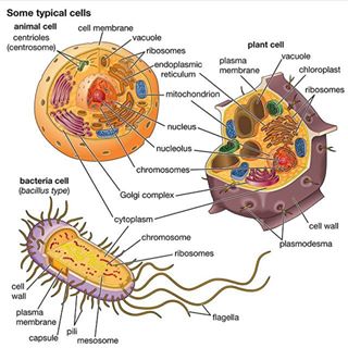 cell cells plant animal biology parts nucleolus functions science bacterial organelles structure function membrane types vs britannica diagram difference nucleus