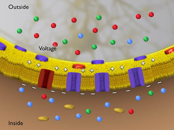 Excitable Tissues & factors involved in production of RMP (Resting