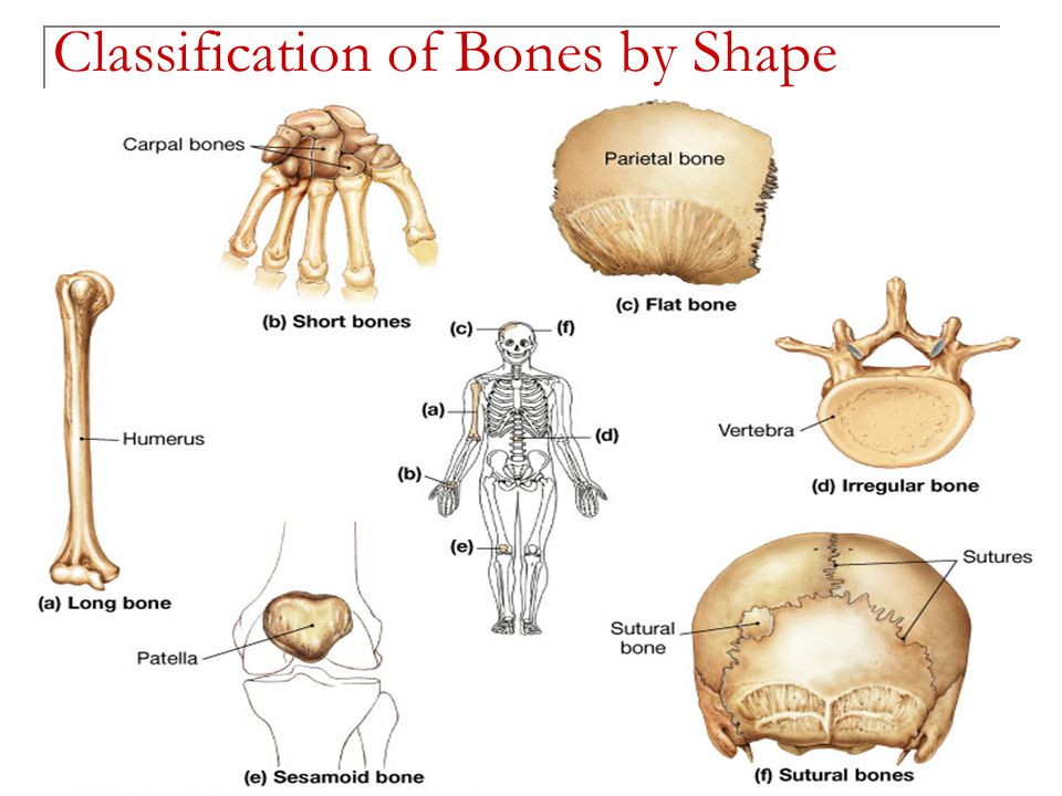 Types of bones, Histological features of compact bone & cancellous bone