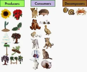 Type of Living organisms according to their feeding Types of living organisms according to their feeding