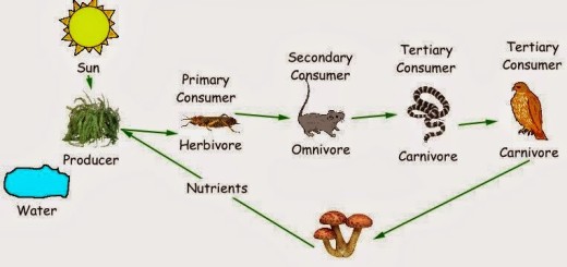 Food chain