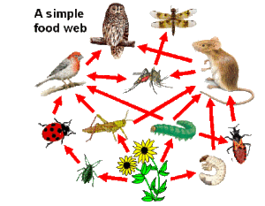 Food web 