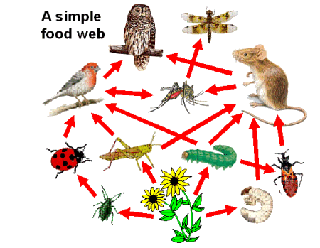 The energy paths through the living organisms in the food chains and