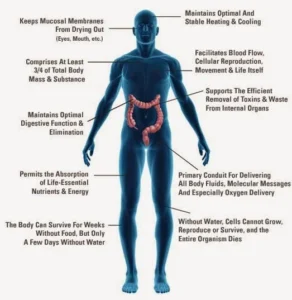 Importance of the water and its structure Water in human body