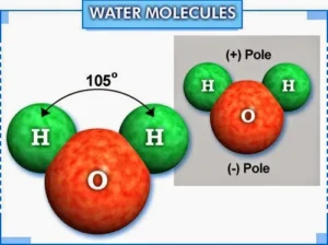 Importance of the water and its structure Water molecules