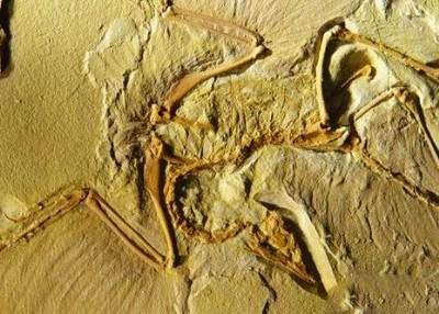 The archaeopteryx fossil