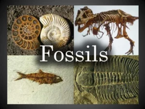 Types of fossils and ways of formation, Cast types, Mold and Petrified fossils Fossils types