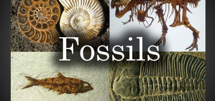 Fossils types