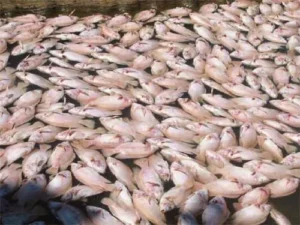 Water pollutants, Water pollution disadvantages and protection of water from the pollution Water pollution