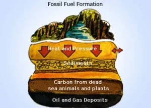 Importance of fossils and Suitable conditions for fossils formation, Do all organisms become fossils? Fossil fuel formation