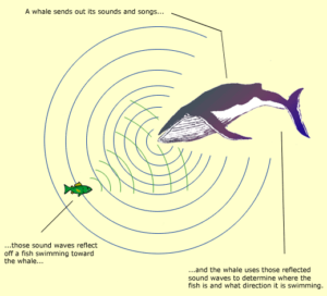 Types of sound waves, audible sounds, non-audible sounds and applications of ultrasonic waves Whales can hear ultrasonic waves