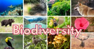 Diversity of animals, plants and micro-organisms, What are the threats to Biodiversity? Biodiversity