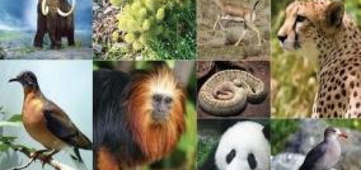 Diversity of animals and plants
