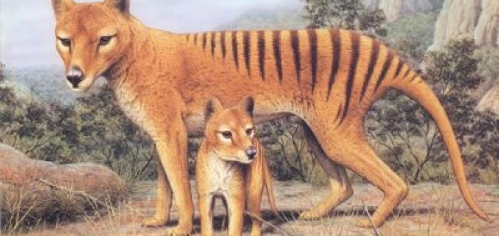 The tasmanian cat