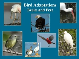 Adaptation and the nature of the food in the birds Adaptation in birds