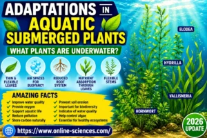 10 Amazing Adaptations in Aquatic Submerged Plants: Powerful Underwater Plant Survival Secrets (2026) Aquatic Submerged Plants