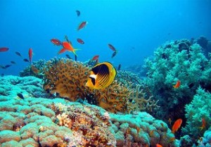 The ways to protect the living organisms from the extinction Ras Mohamed