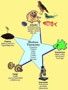 Taxonomy, species and types of living things, Can organisms belong to more than one species? Taxonomy