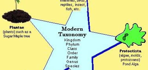 The taxonomy