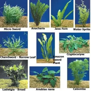 Adaptation in the aquatic submerged plants and what plants are underwater? Aquatic plants
