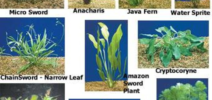 The aquatic plants