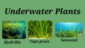 Aquatic submerged plants