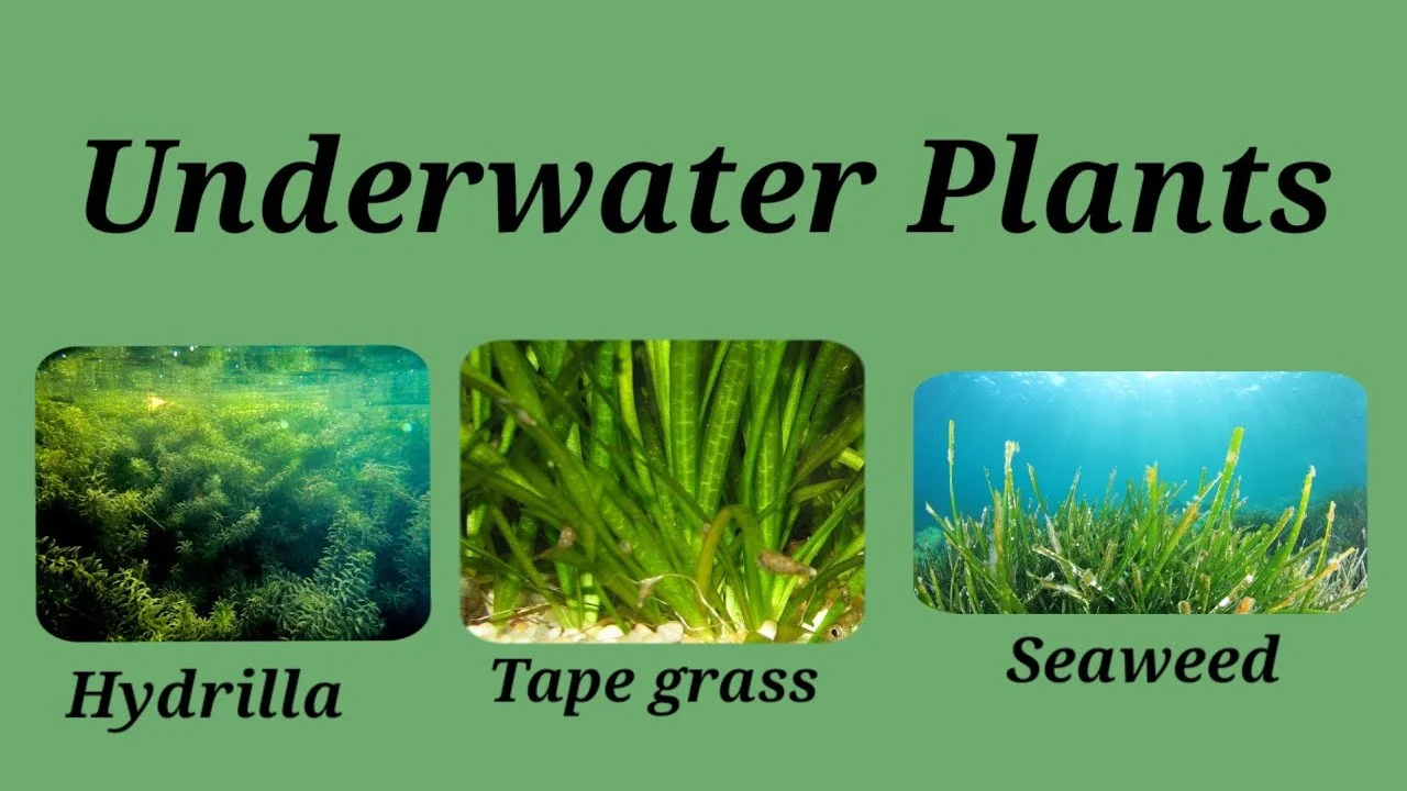 Adaptation in the aquatic submerged plants and what plants are