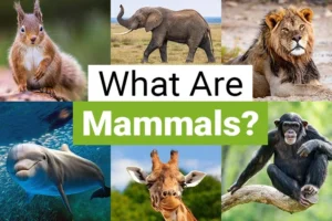 Classification of mammals according to kind and number of teeth Mammals