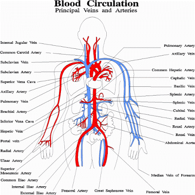The blood circulation in the circulatory system | Science ...