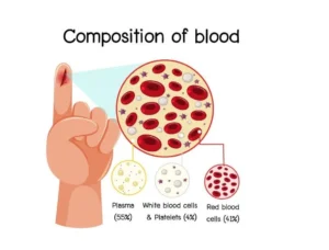 Structure and function of blood in the circulatory system Composition of blood