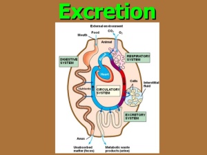 The excretion process