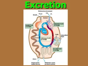 Types of Waste in the Human Body and Excretion Process Importance Excretion process