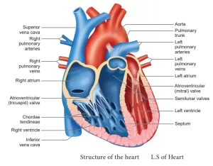 The structure and function of the heart in the circulatory system, How can you keep your heart healthy? Heart structure