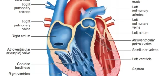 Heart structure