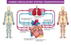Blood circulation in circulatory system, major and minor circulation, What happens if circulation is disrupted? Human Circulatory System