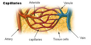 The blood vessels 