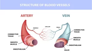Types and functions of the blood vessels in the circulatory system, What happens if blood vessels are damaged? Blood vessels