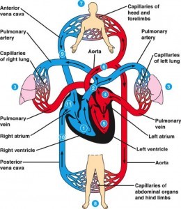 The blood circulation