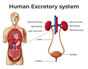 Importance of the Human Excretory System: How Your Body Removes Waste and Stays Healthy Human Excretory System