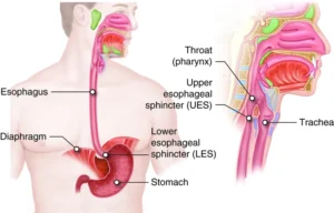 From Swallowing to Digestion: How the Pharynx, Esophagus and Stomach Really Work! Pharynx, Esophagus and Stomach