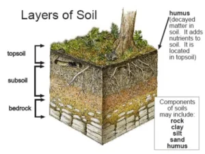 Soil layers and living organisms, Top soil layers, Lower soil layers & Rocky layers Soil Layers