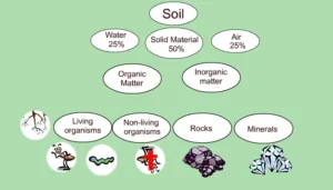 What Are the Components of Soil? Full Guide to Soil Composition & Importance Soil components