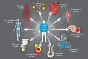 Structure of the Human Body Explained: Organs, Systems & Amazing Functions You Need to Know The systems of the human body