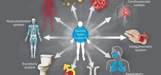The systems of the human body