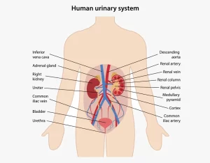 Structure and function of urinary system in the human body, How Kidneys Work & Why It Matters Urinary system