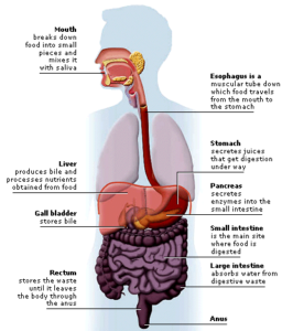 Small Intestine Secrets: How Your Body Absorbs Nutrients and Stays Healthy! The digestive system in the human body