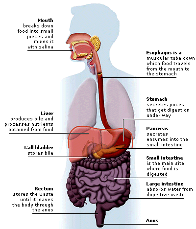 The Digestive System Diagram, Organs, Function, and More